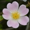WildRose logo van mijnbachbloesems.nl